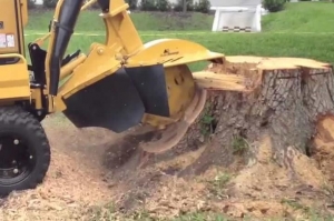 Efficient and Professional Stump Removal Services in Las Vegas by Duranchi Tree Service